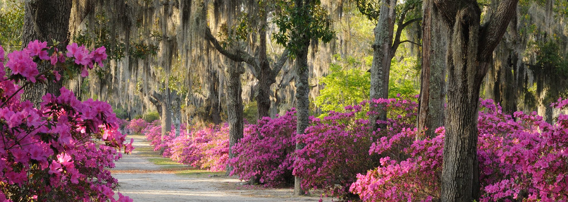 Tree Lined Savannah Road